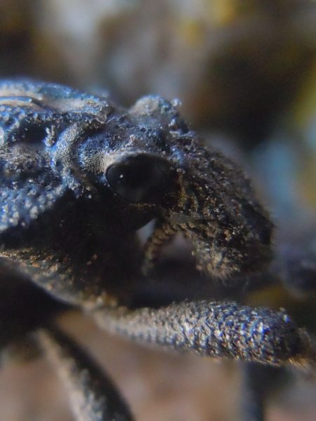 Curculionidi dal Nord Sardegna: Brachycerus albidentatus